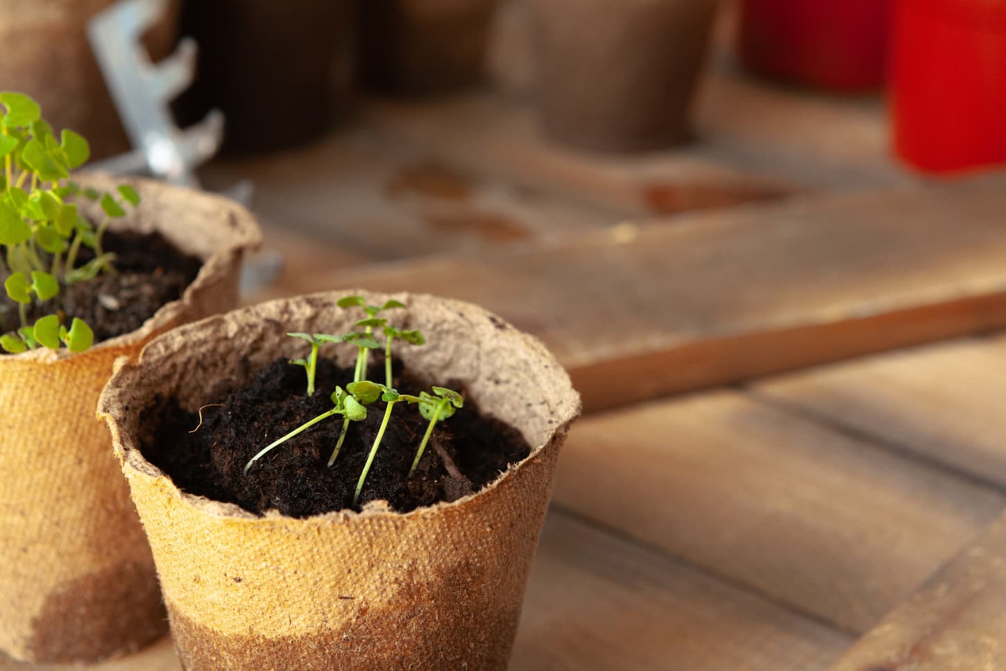 An image of two small green sprouts in pots on a wooden background.