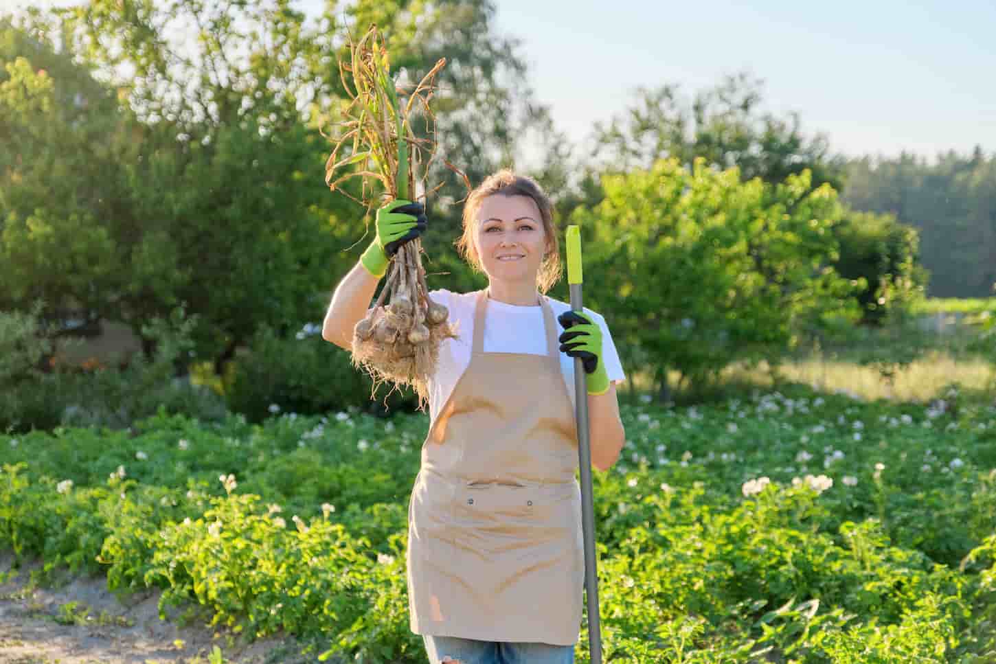 An image of a smiling woman farmer gardener holding fresh dug garlic plant in hand.