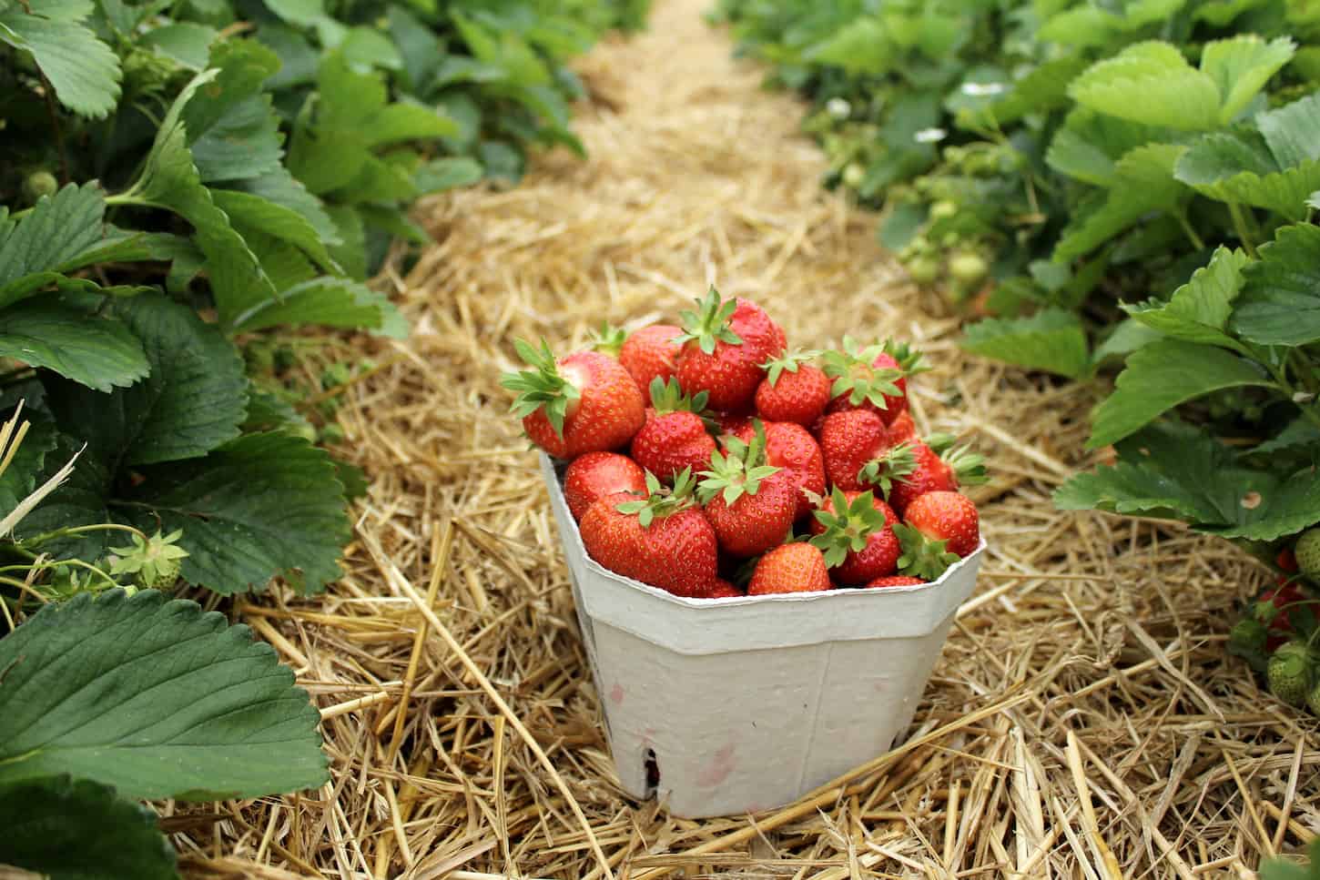 An image of freshly picked strawberries in a white bucket on a strawberry field.