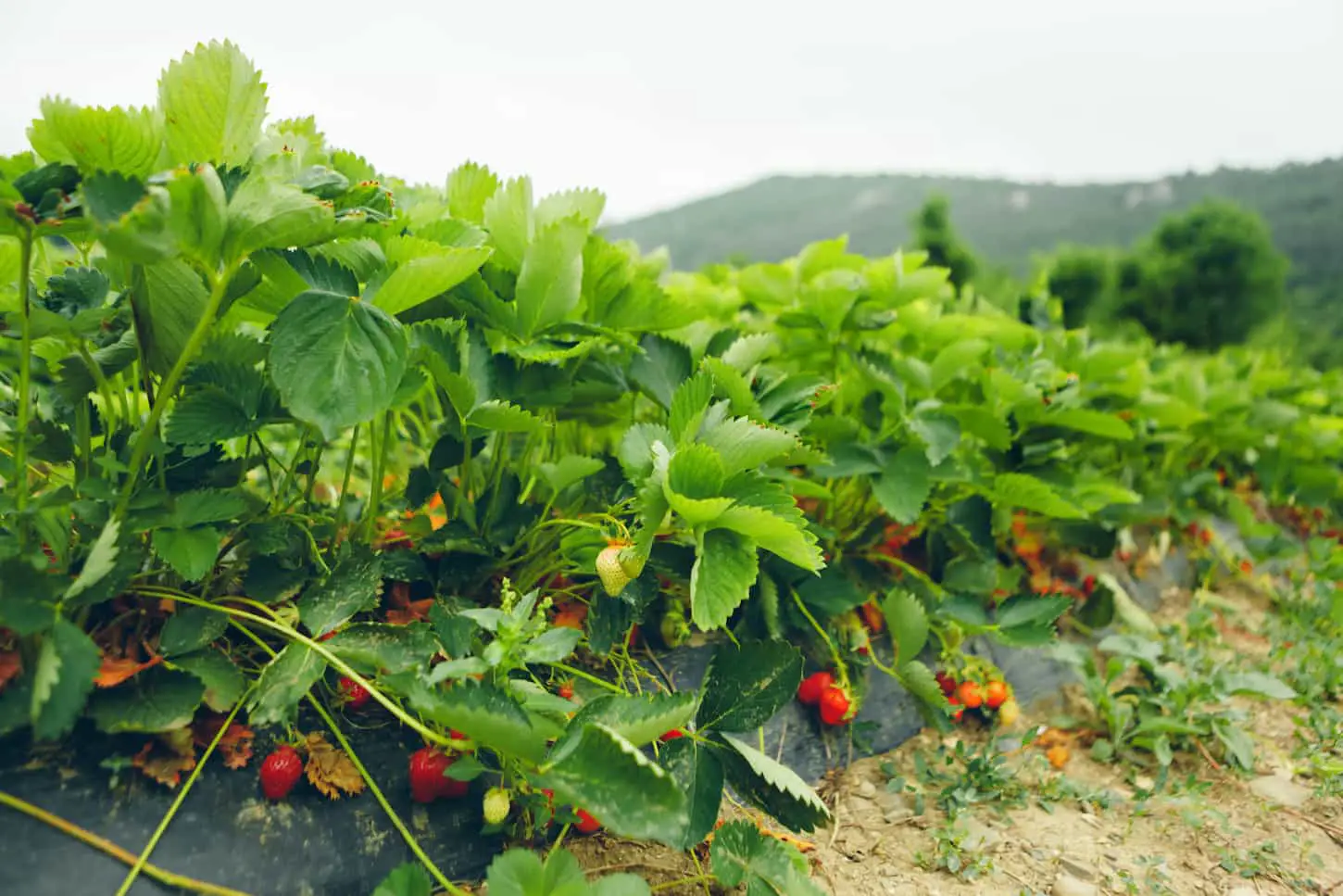 An image of strawberry bushes on a strawberry field on a farm.