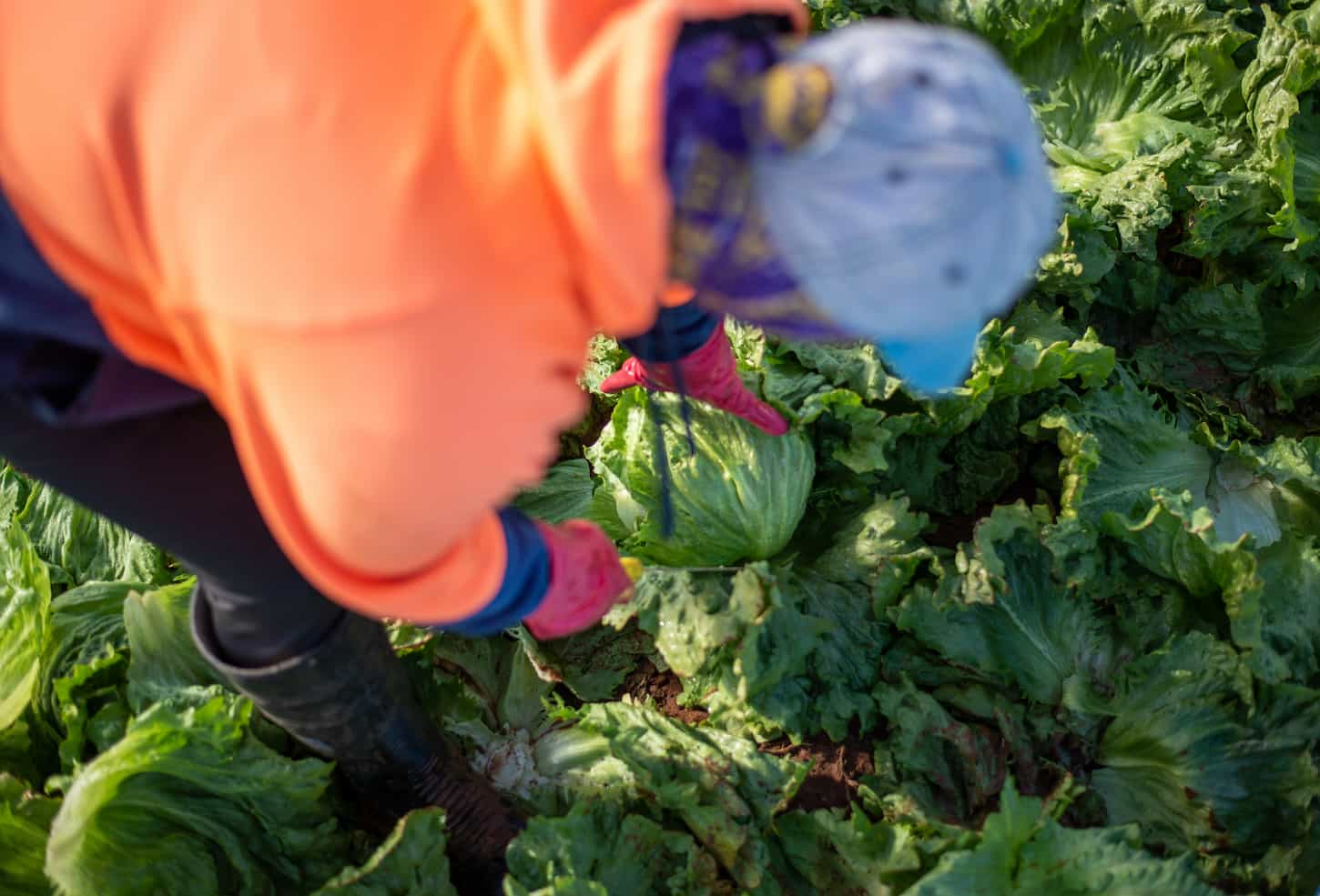 A top-view image of a farm woman worker harvesting lettuce on a farm.