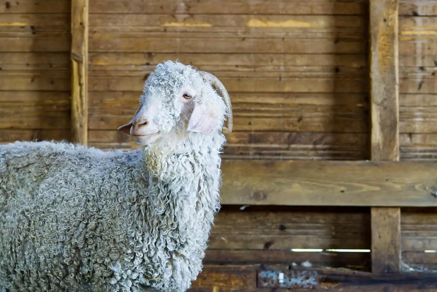 Should Goats Be Locked Up At Night?