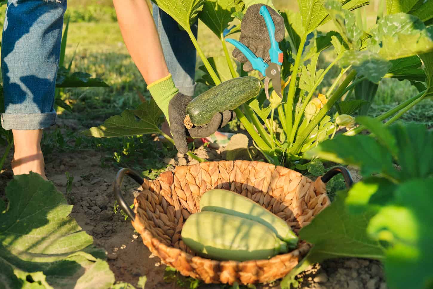An image of Zucchini harvest in field, farmer's hands with pruner.