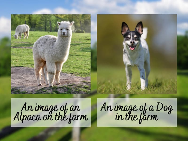 A collage image of an alpaca and a dog in a farm set-up.