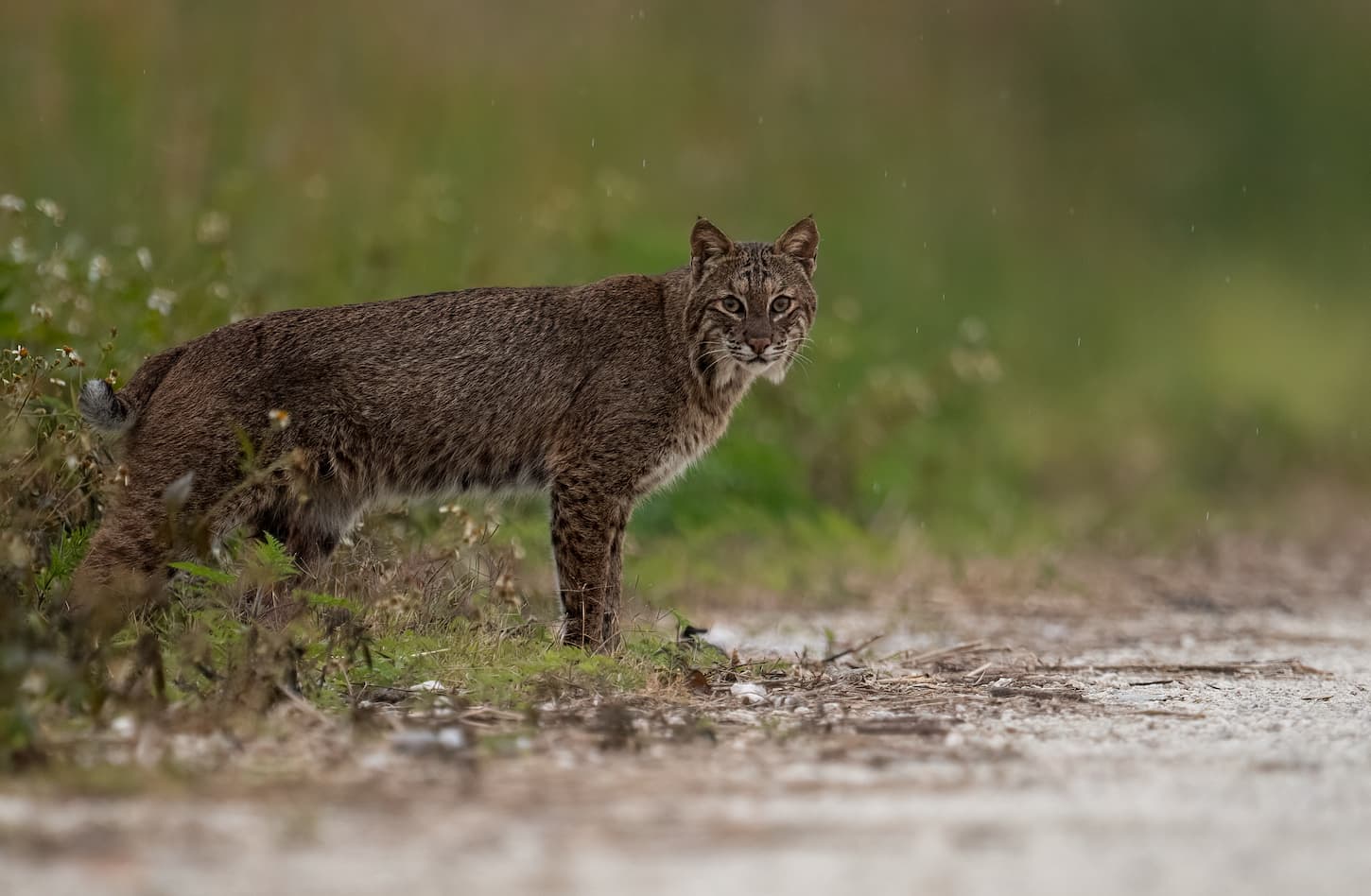 An image of a bobcat in a grass background looking at the camera.