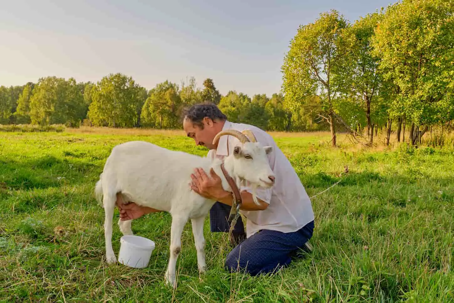 Easy Guide: How To Milk A Goat With A Breast Pump