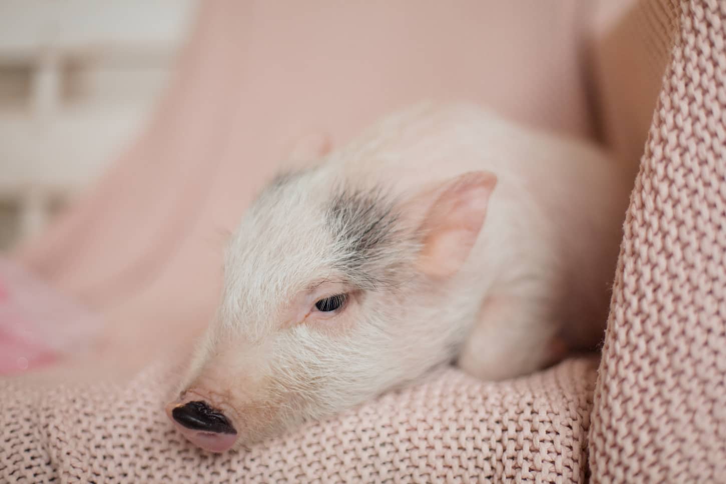 Do Pigs Make Good Pets?