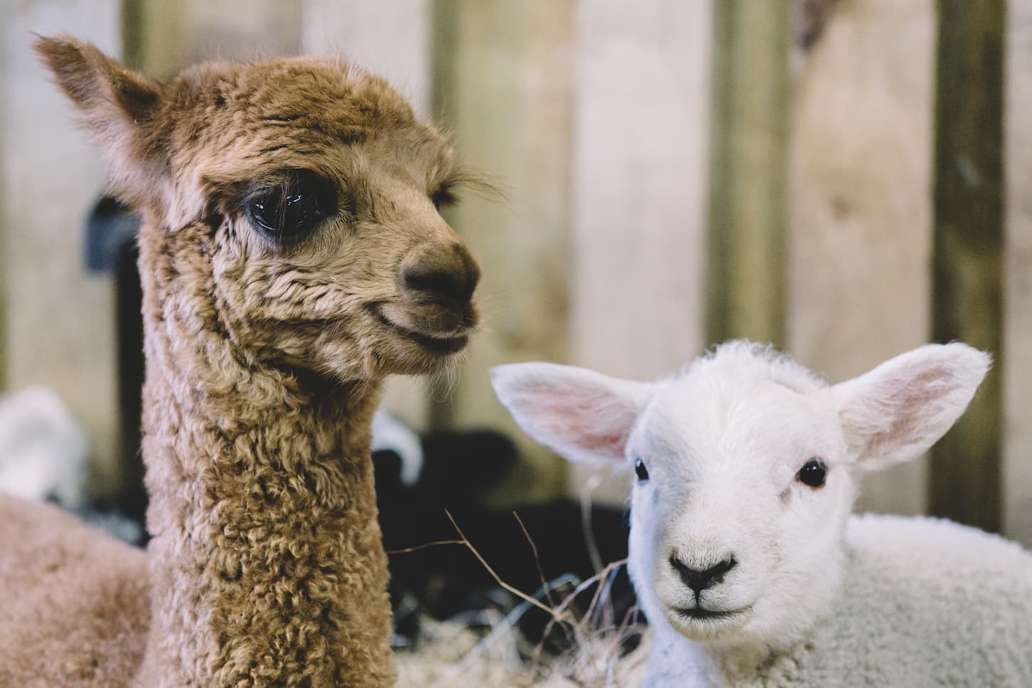 An image of an alpaca and a sheep on a farm.