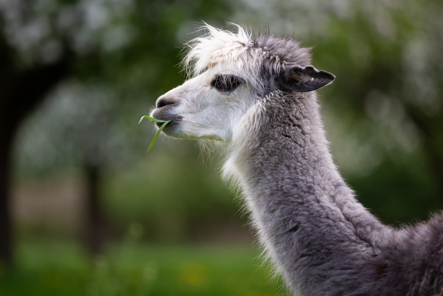 An image of an alpaca eating grass on the field.