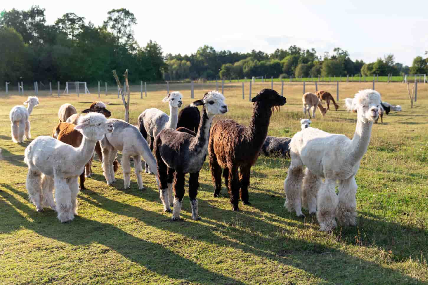 An image of a group of alpacas on a farm standing next on each other.
