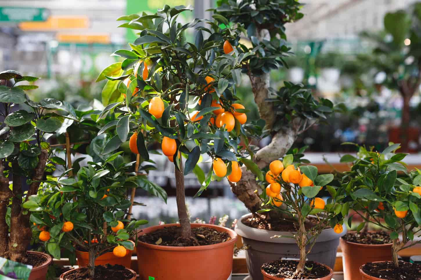 An image of citrus dwarf trees mandarin and kumquat in the garden center on shelves.