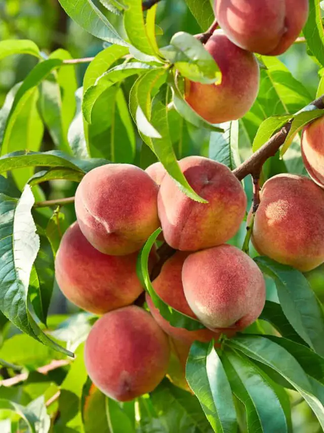 40+ Reasons Your Fruit Trees are Dying (with Fixes)