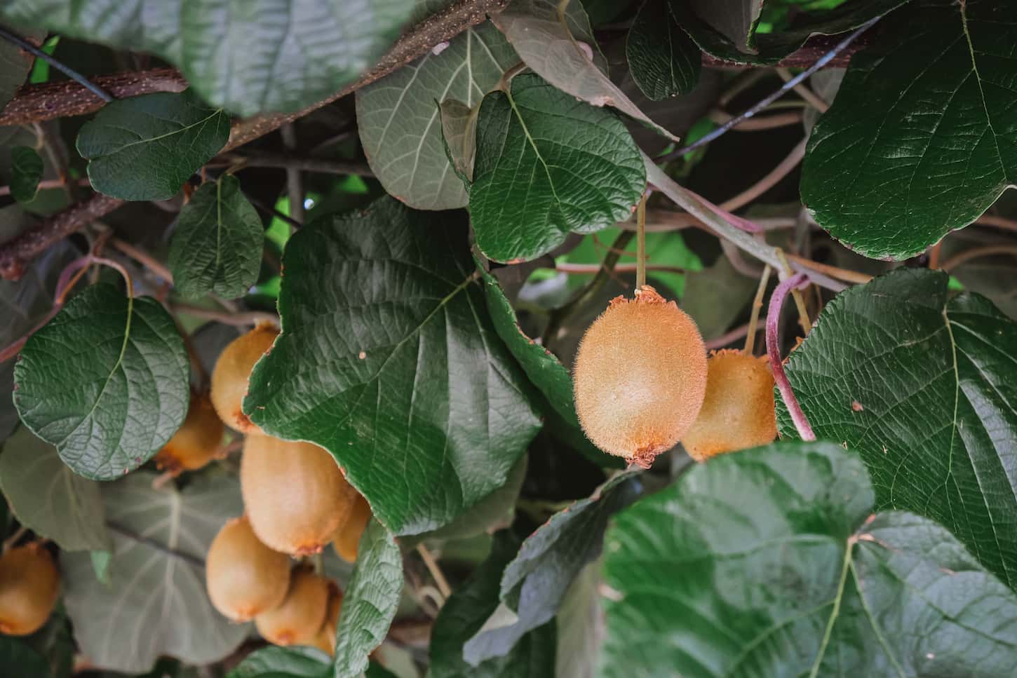 An image of Fresh kiwi fruits on the tree in the garden.