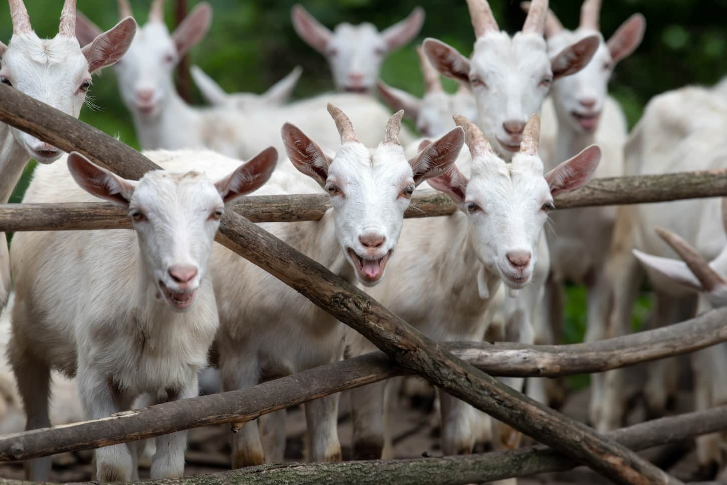 An image of white goats on the farm looking at the camera.