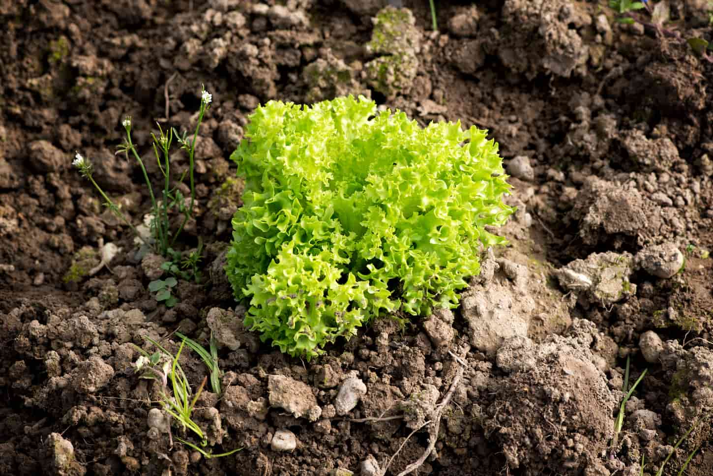 An image of a Fresh clump of bright gourmet green lettuce plant surrounded by bare clay garden soil.