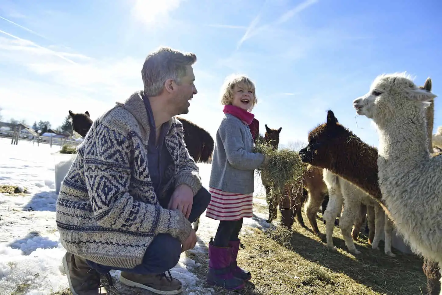 An image of a happy father and daughter feeding alpacas with hay in the field.
