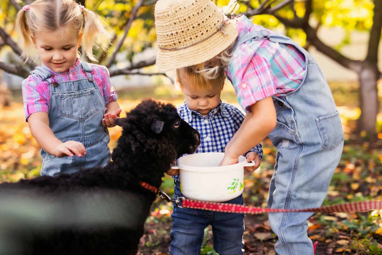 An image of a three Kids feeding black sheep in the farm.