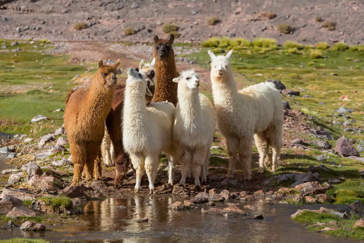 An image of a group of llamas standing in front of a water stream and looking at the camera.