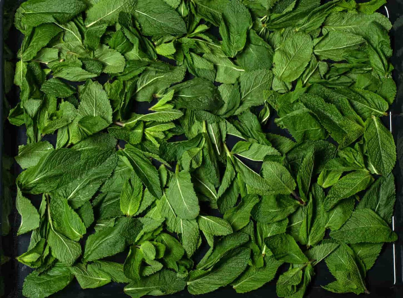 An image of green mint under a process of herb drying.