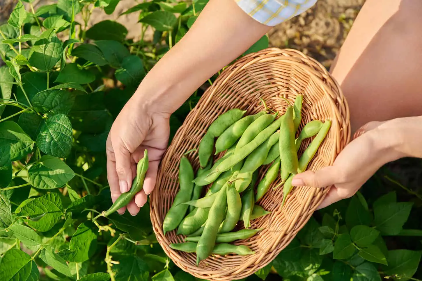 An image of a Woman picking green beans in the summer garden.