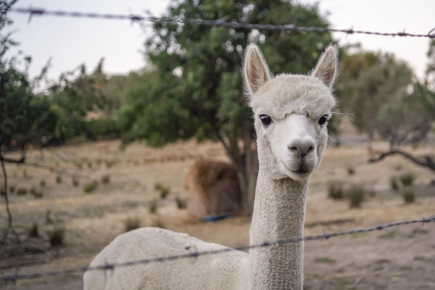 Alpaca Toys and Enclosures: Things to Know