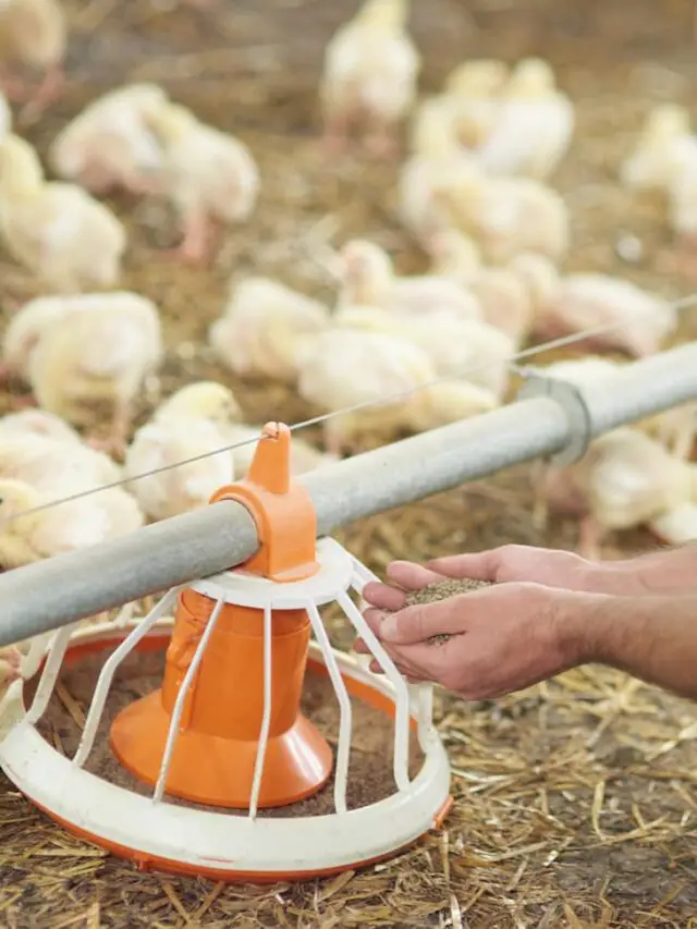 Can You Overfeed Baby Chicks?