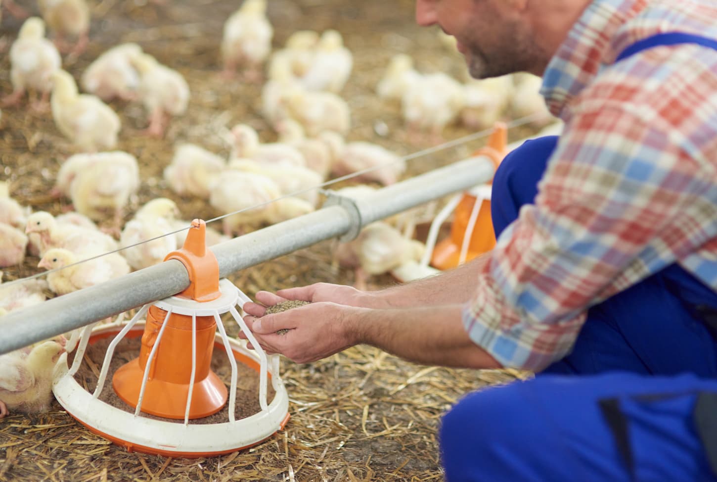 An image of a Farmer feeding chickens in the chicken coop.