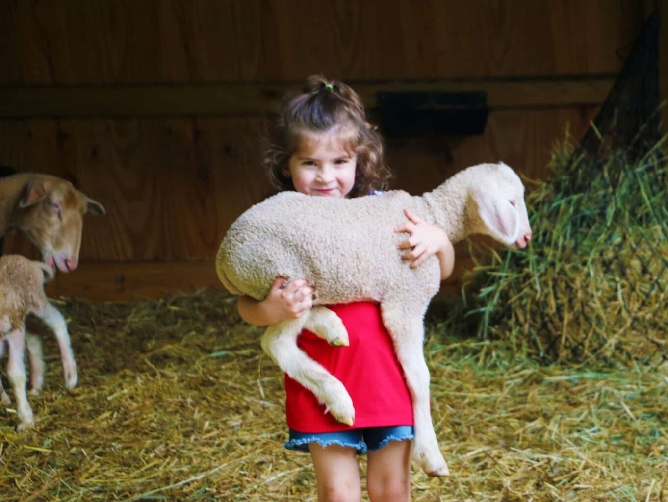 An image of a little girl carrying a new baby lamb in the barn while a ewe nurses a sibling in the background.