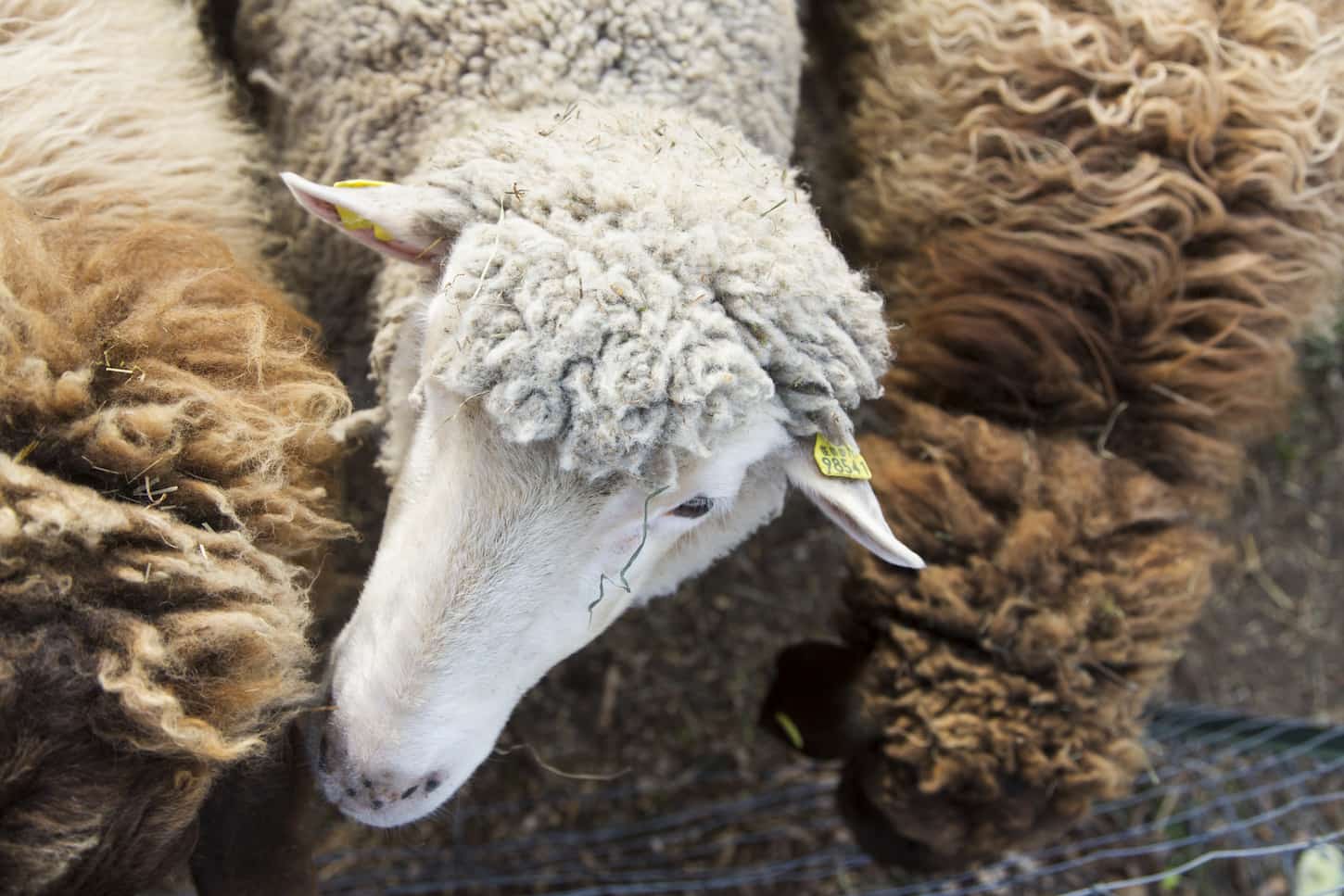 Dorper Sheep: Complete Beginner's Guide 7 An image of an Overhead view of a white sheep in between brown sheep.