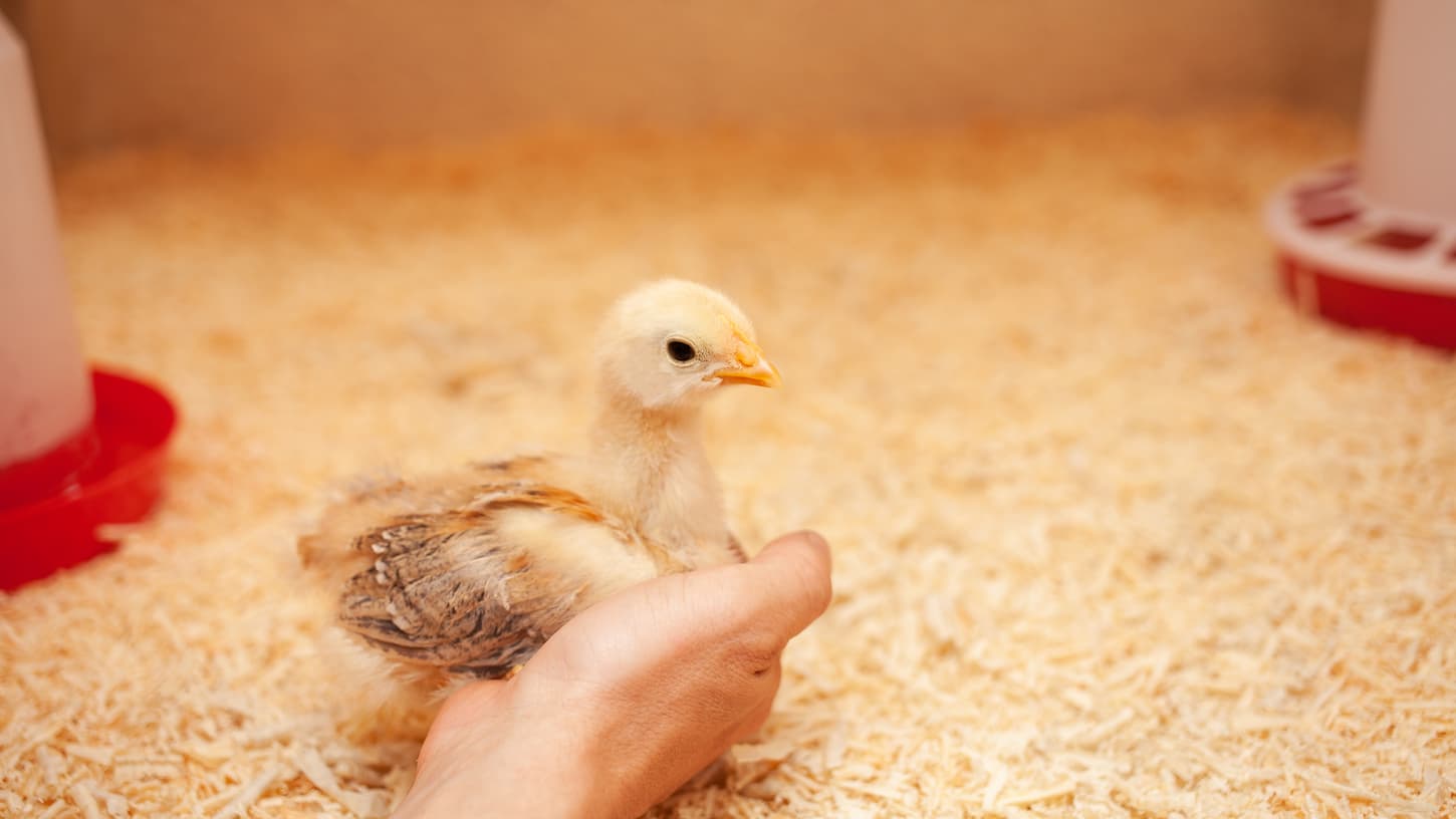 An image of a small chicken in a chicken coop sitting in hand.