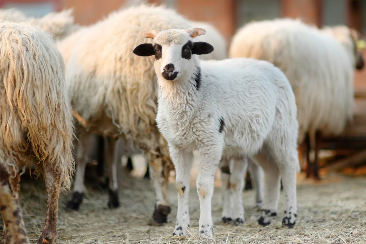 An image of a Small lamb on the background of sheeps in a corral on the farm.