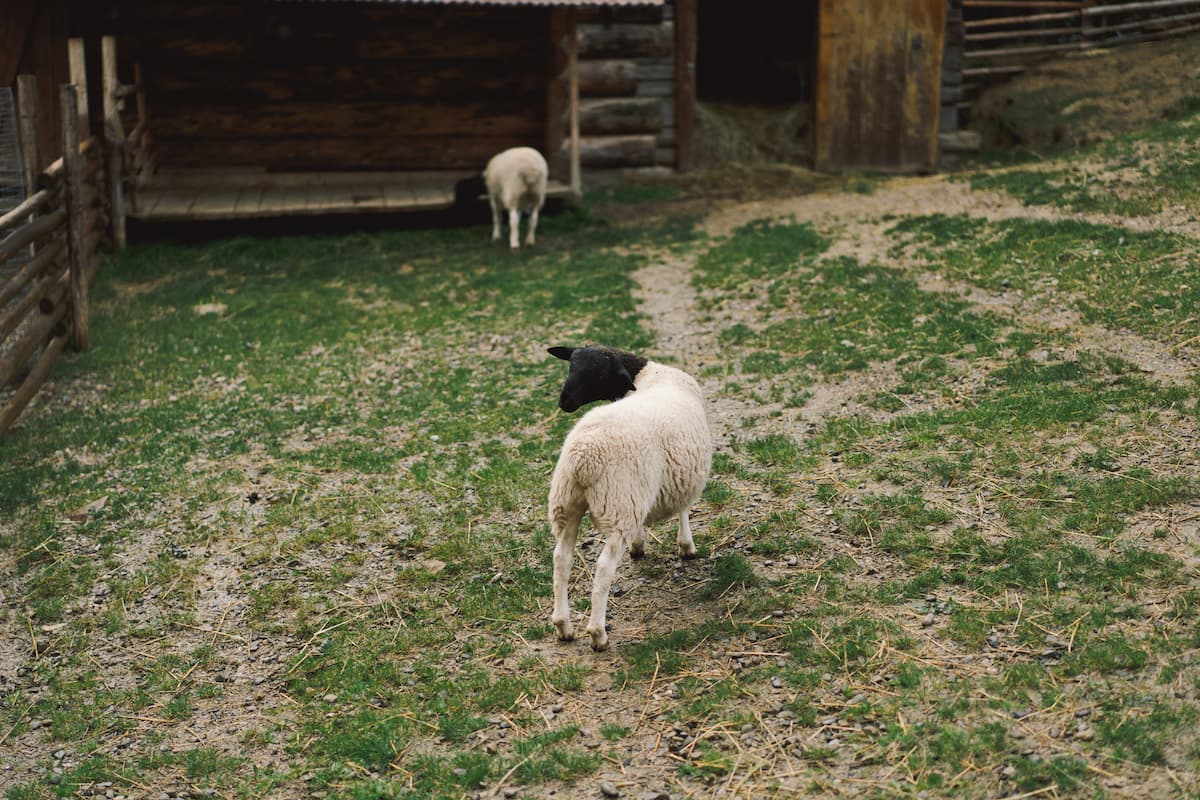 Dorper Sheep: Complete Beginner's Guide 1 An image of a Dorper sheep on a farm