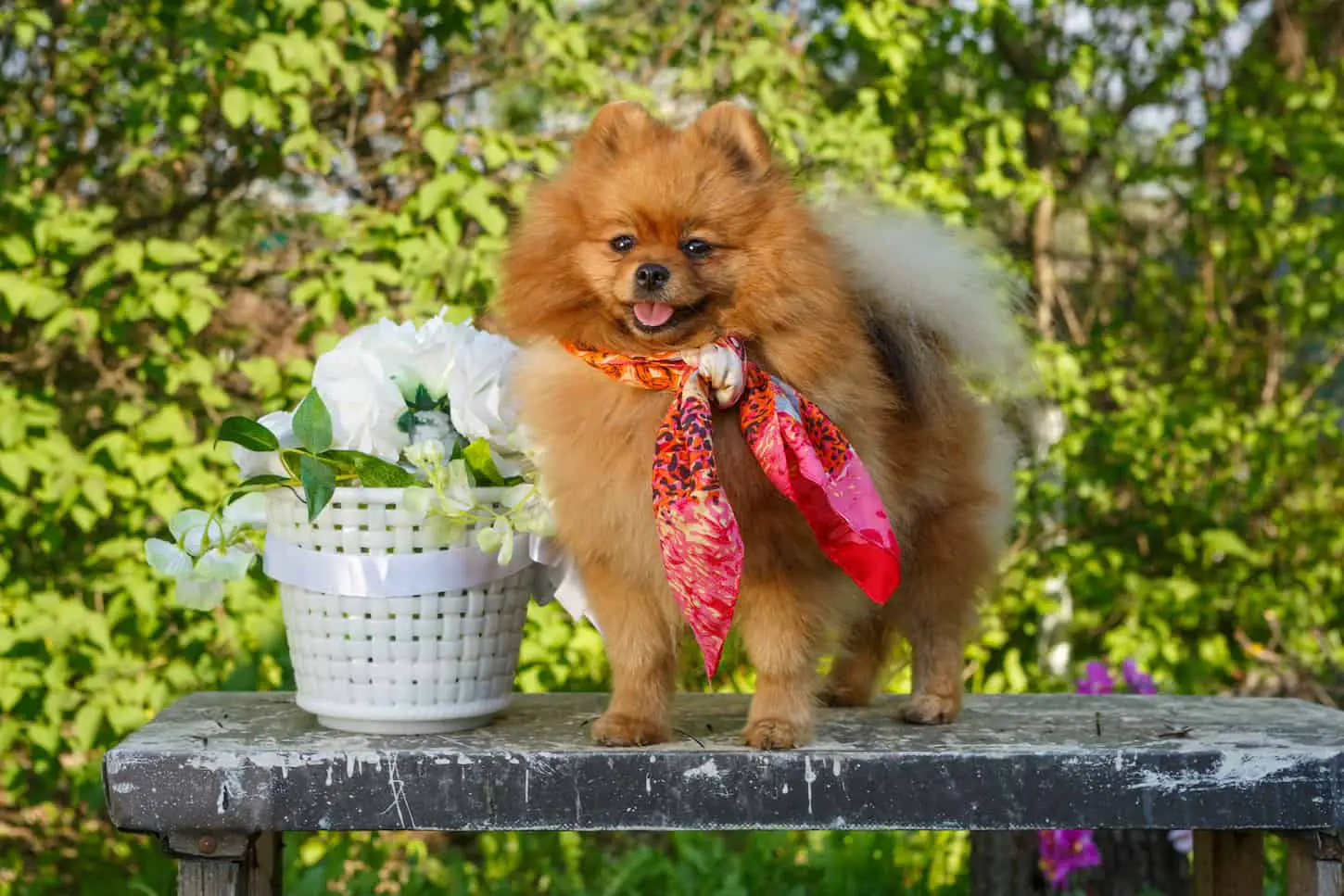 An image of a Dog breed Pomeranian stands on a table in the garden in the spring.
