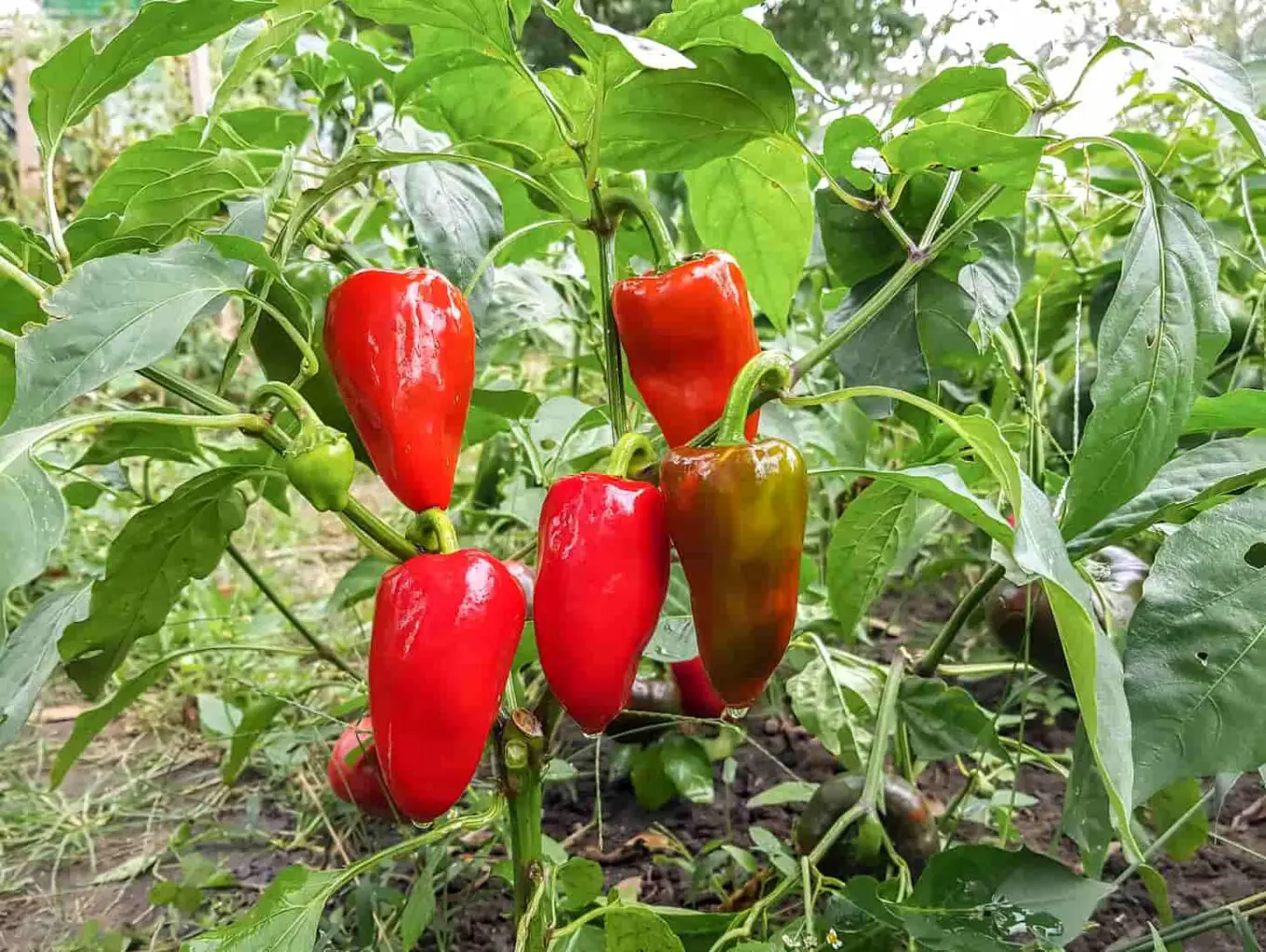 An image of Red bell peppers in the vegetable garden.