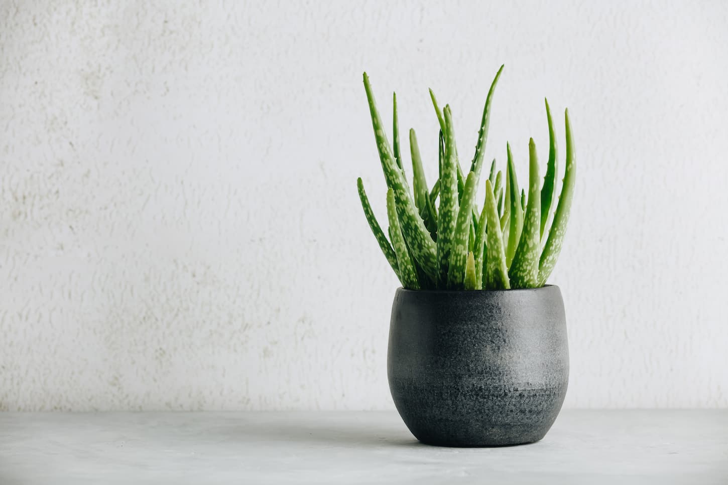 An image of the Aloe vera plant in design modern pot and white wall mock-up. 
