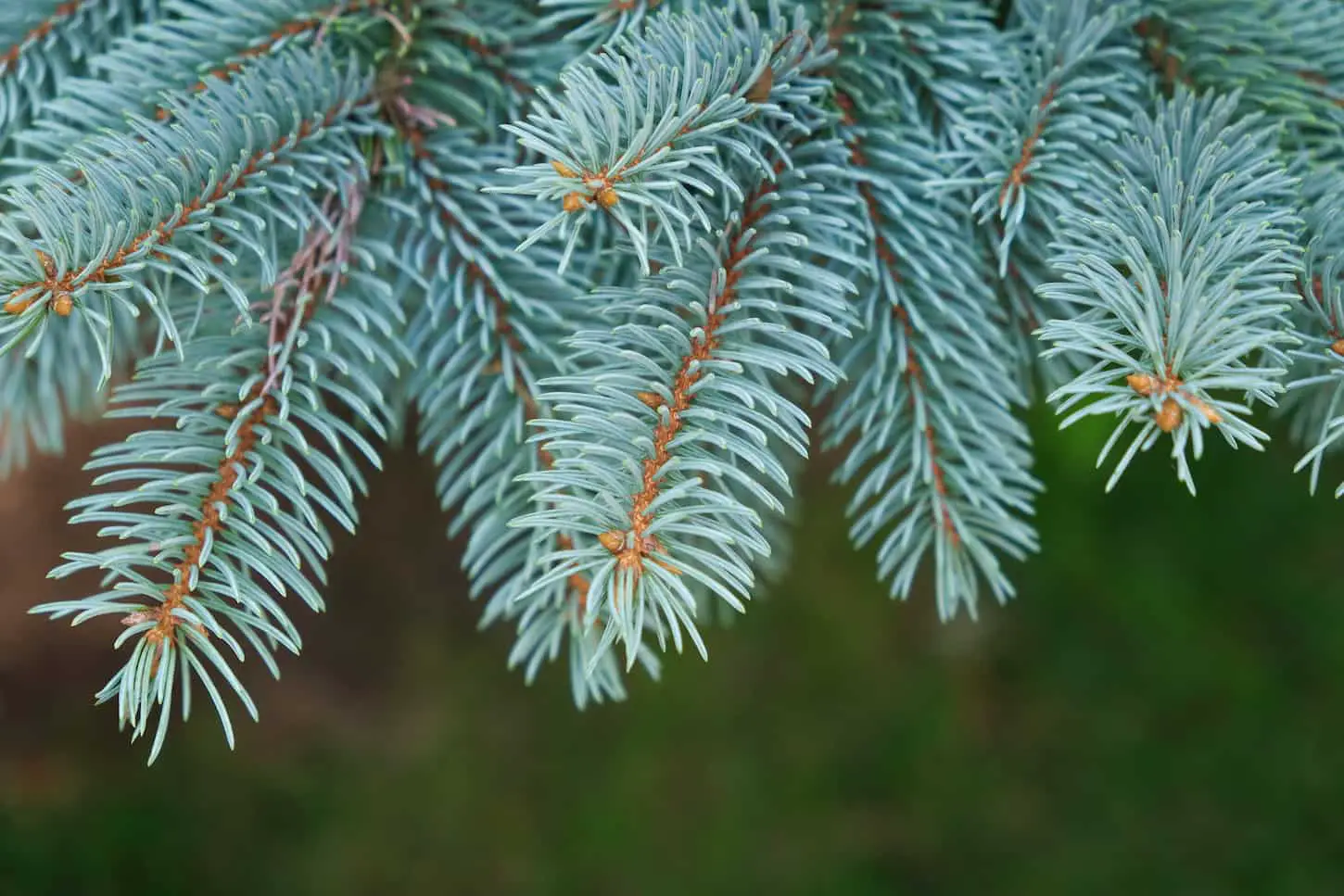 An image of a Closeup of blue spruce tree branches with blurred background.
