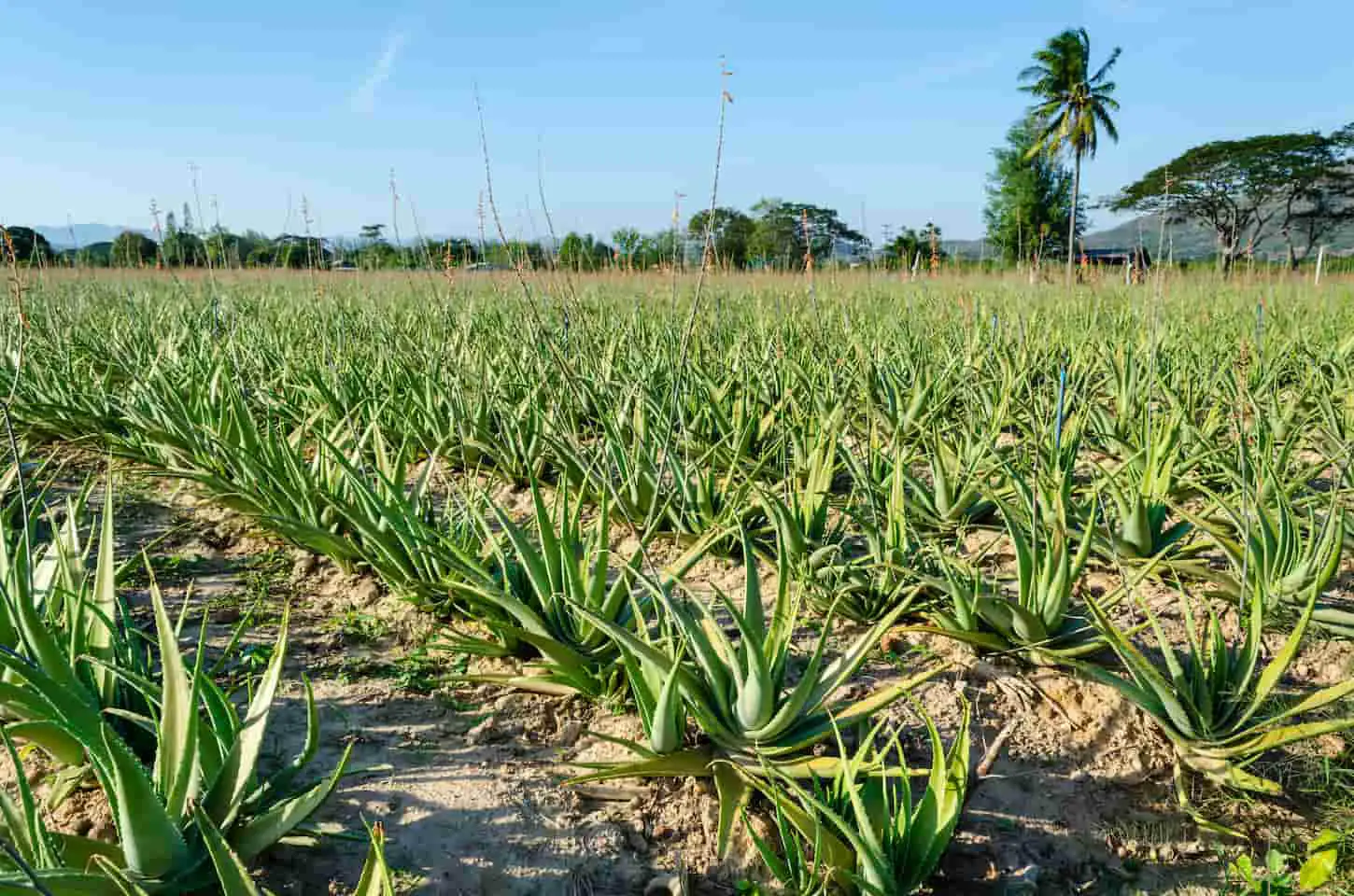 An image of a Scenic view of a crop of aloe vera plants receding into the distance, Thailand.