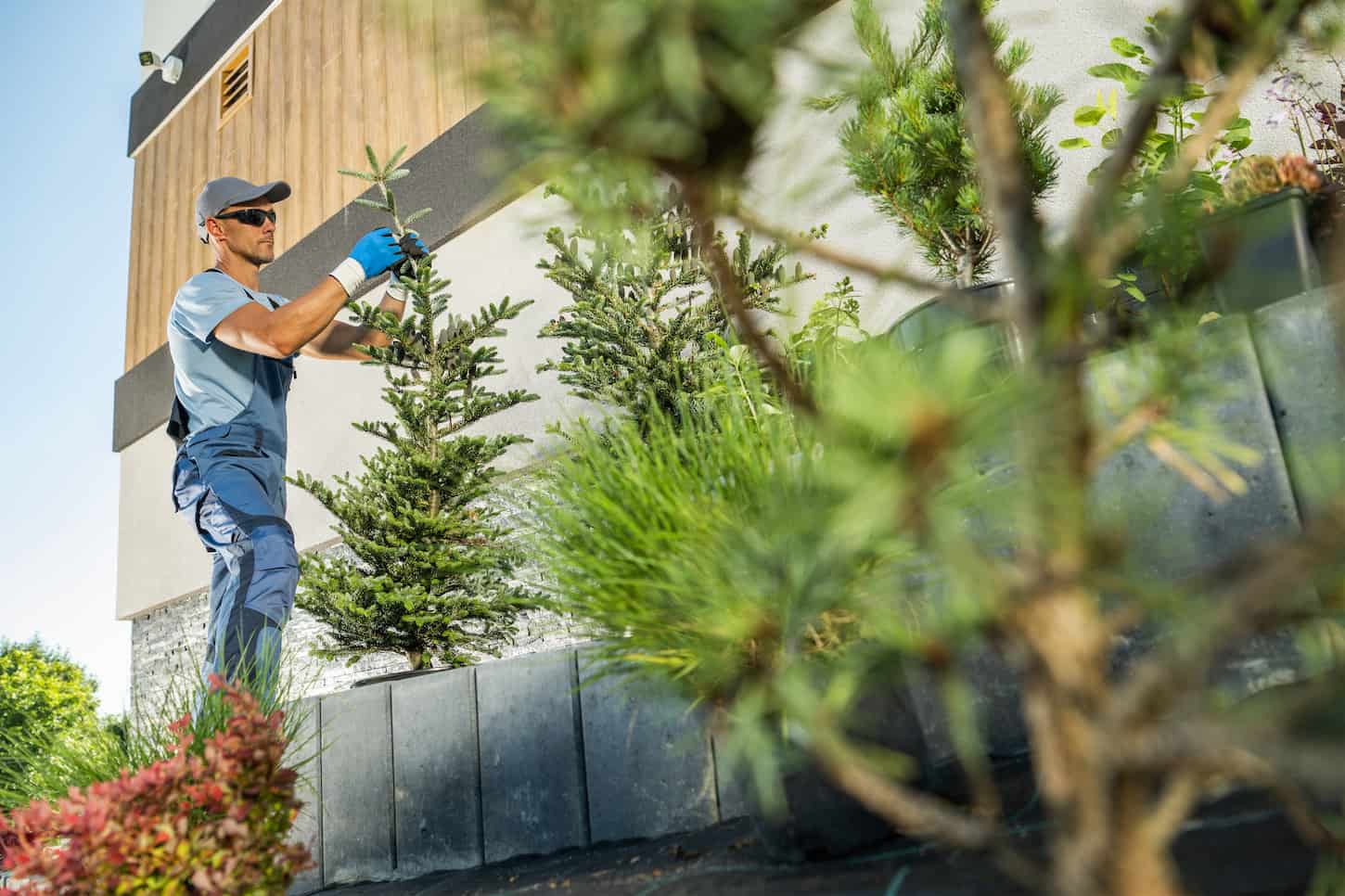 An image of a Professional Caucasian Landscaper and Gardener in His 40s Planting Large Spruce Trees in a Residential Garden.