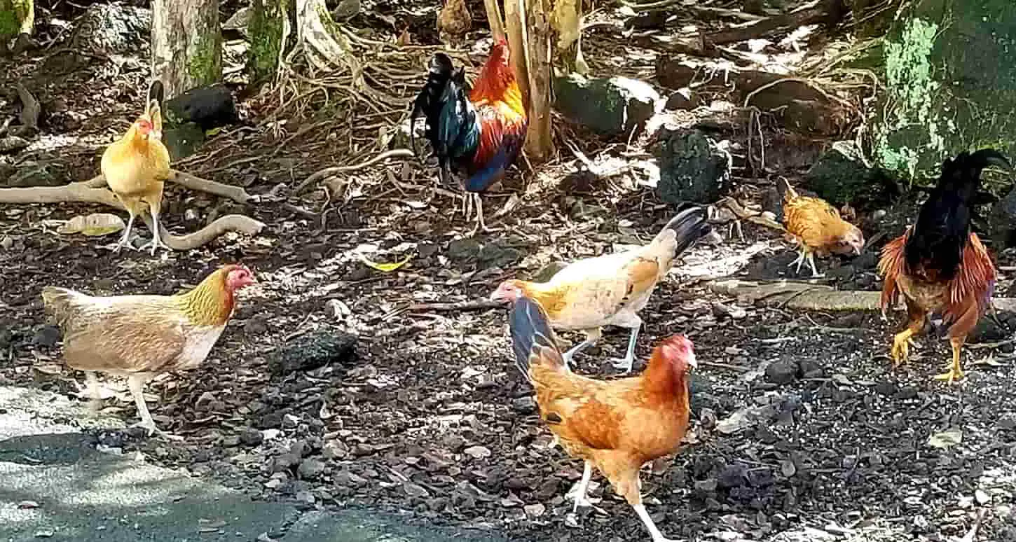 An image of Wild Chickens and Roosters in a Tropical Rain Forest! Found at many road sides, wild chickens are common in Hawaii. During storms or hurricanes, they become loose and then become wild. Starting new families, feral chickens can be found multiplying in the wild.